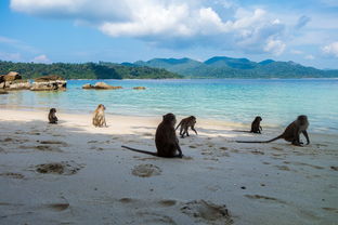 开云·Kaiyun网页版-世界沙滩龙舟锦标赛中国团队表现优异，国际龙舟锦标赛